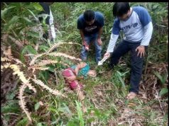Midi Ditemukan Tak Beryawa Dikebun Karet Warga Desa Belimbing