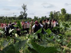 Komoditi Ekspor, Bupati Heri Amalindo Ajak Petani PALI Tanam Talas Beneng