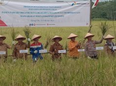 Polres PALI Bersama Pertamina EP II Pendopo Field Kelompok Tani RejomulyobPanen Padi Sri Organik