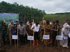 Wujudkan Swasembada Pangan, Pemkot Prabumulih Gagas Penanaman Padi Gogo Sistem Tumpang Sari Di Lahan Sawit