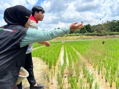 Pujangga PEP Pendopo dan Petani Perempaun Talang Ubi Utara Dongrak Panen Lewat Pertanian Organik